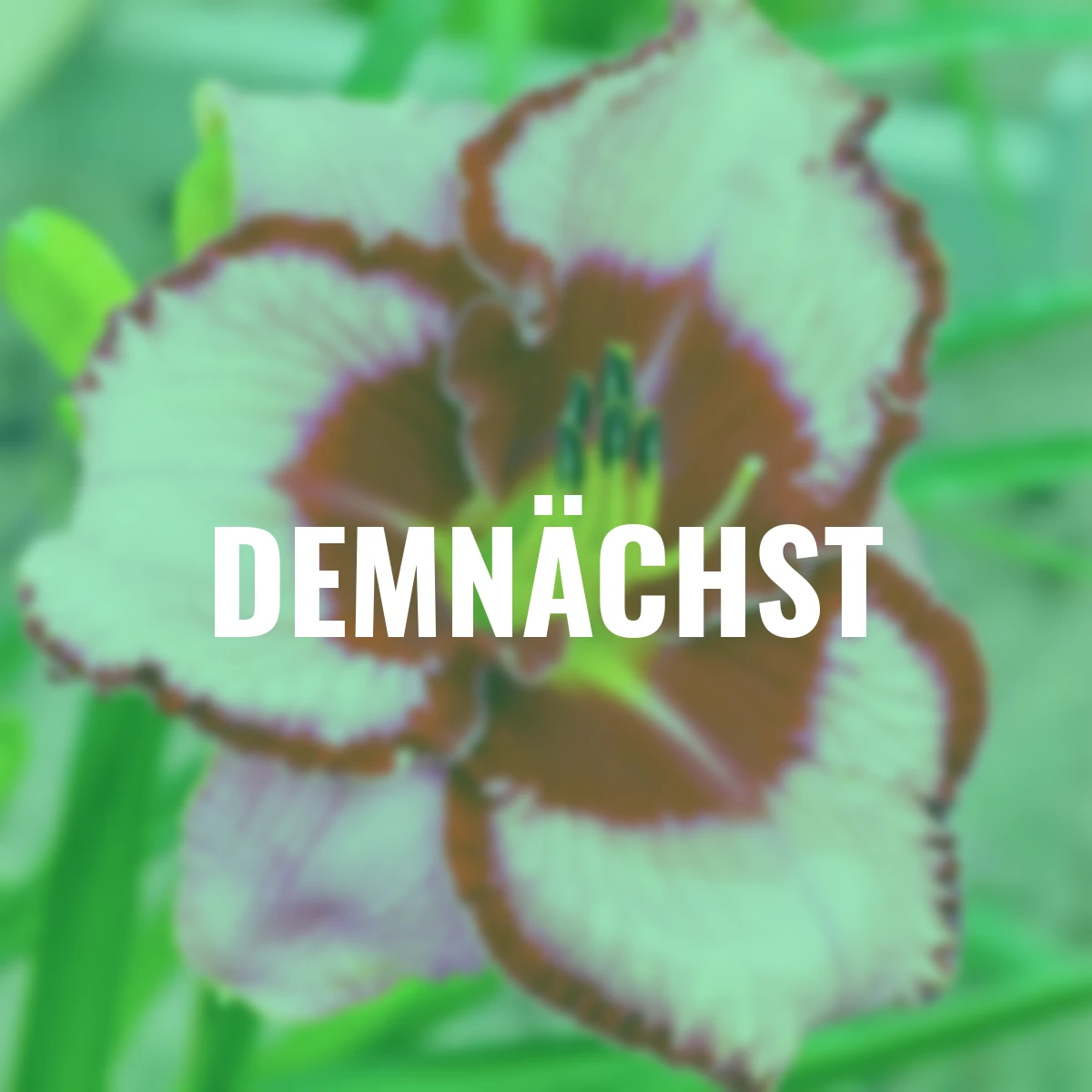 Taglilie Lies & Lipstick