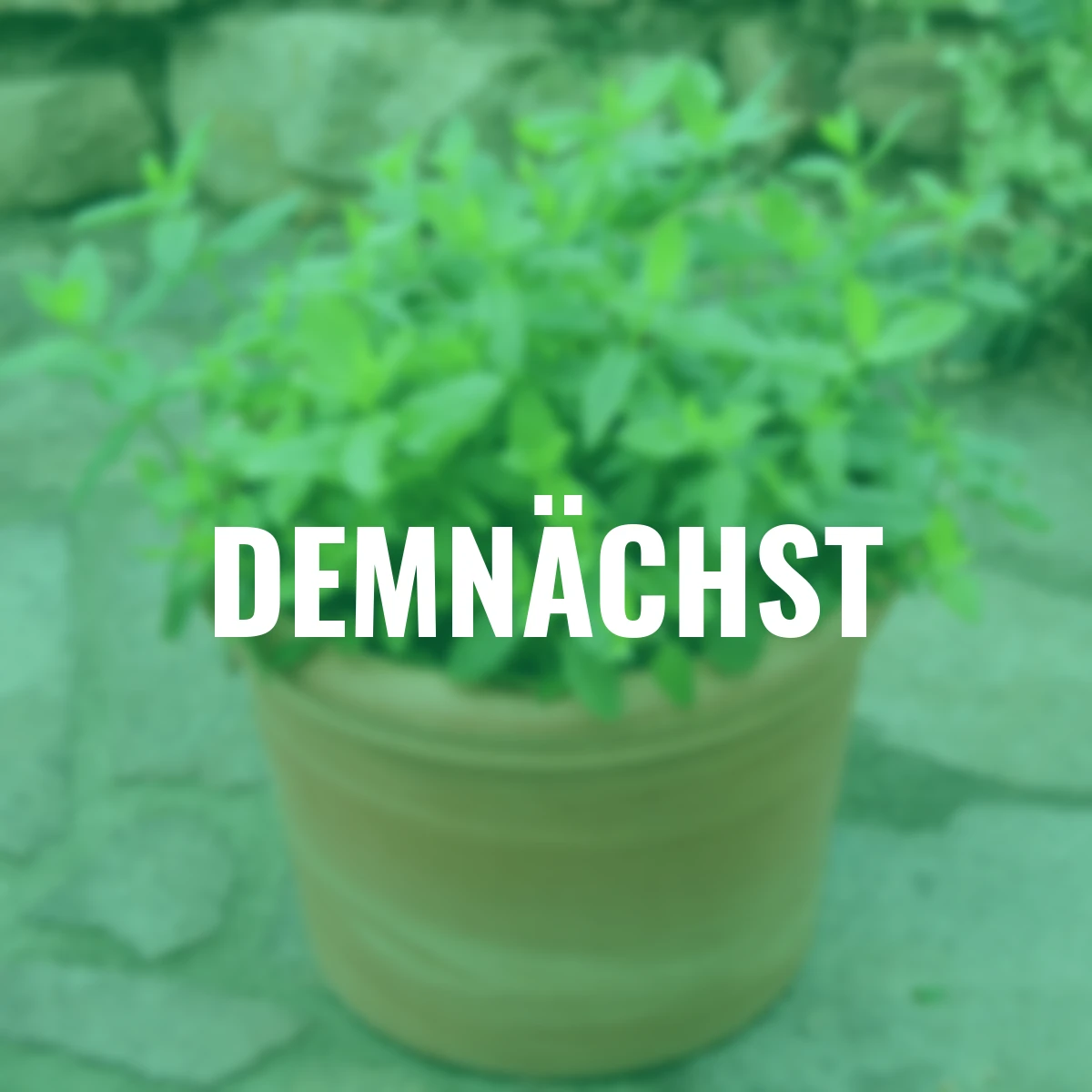 Kräuterpflanze Marokkanische Minze