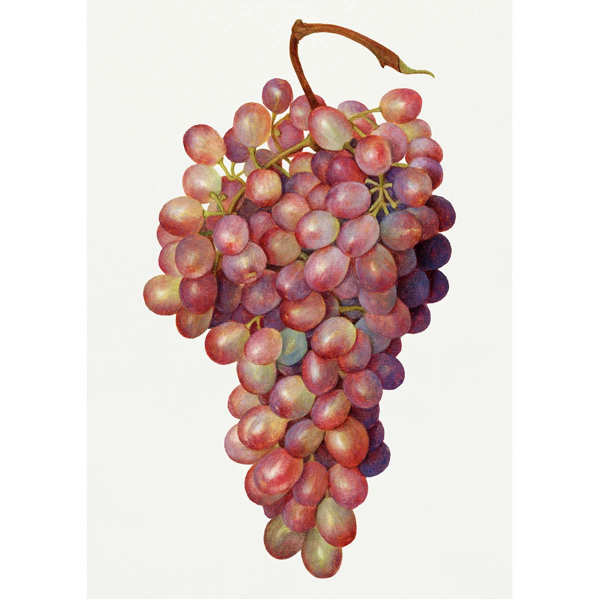 Weinrebe Suffolk Red