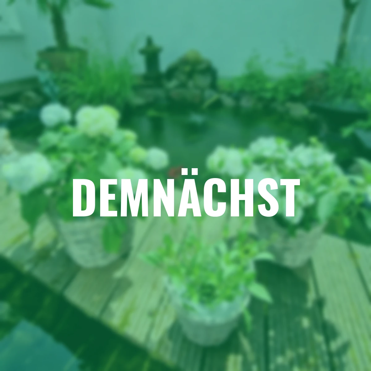 Weide-Pflanzkorb mit Henkel, 3er Set