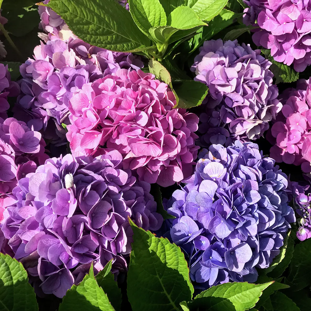 Ballhortensie L.A .Dreamin®