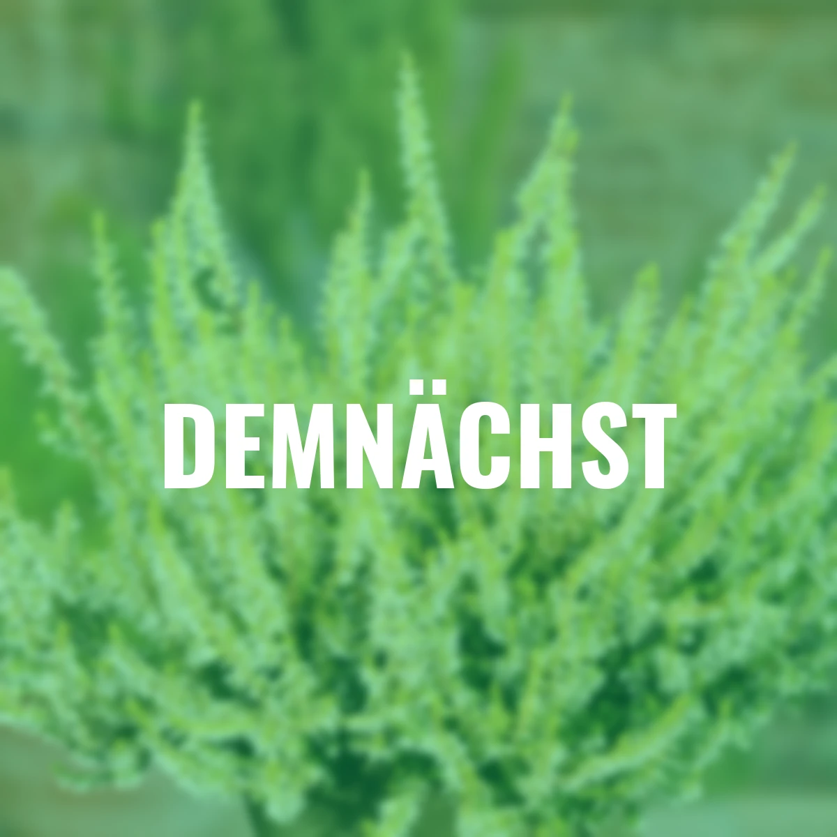 Knospenheide Gardengirls®, gelbweiß