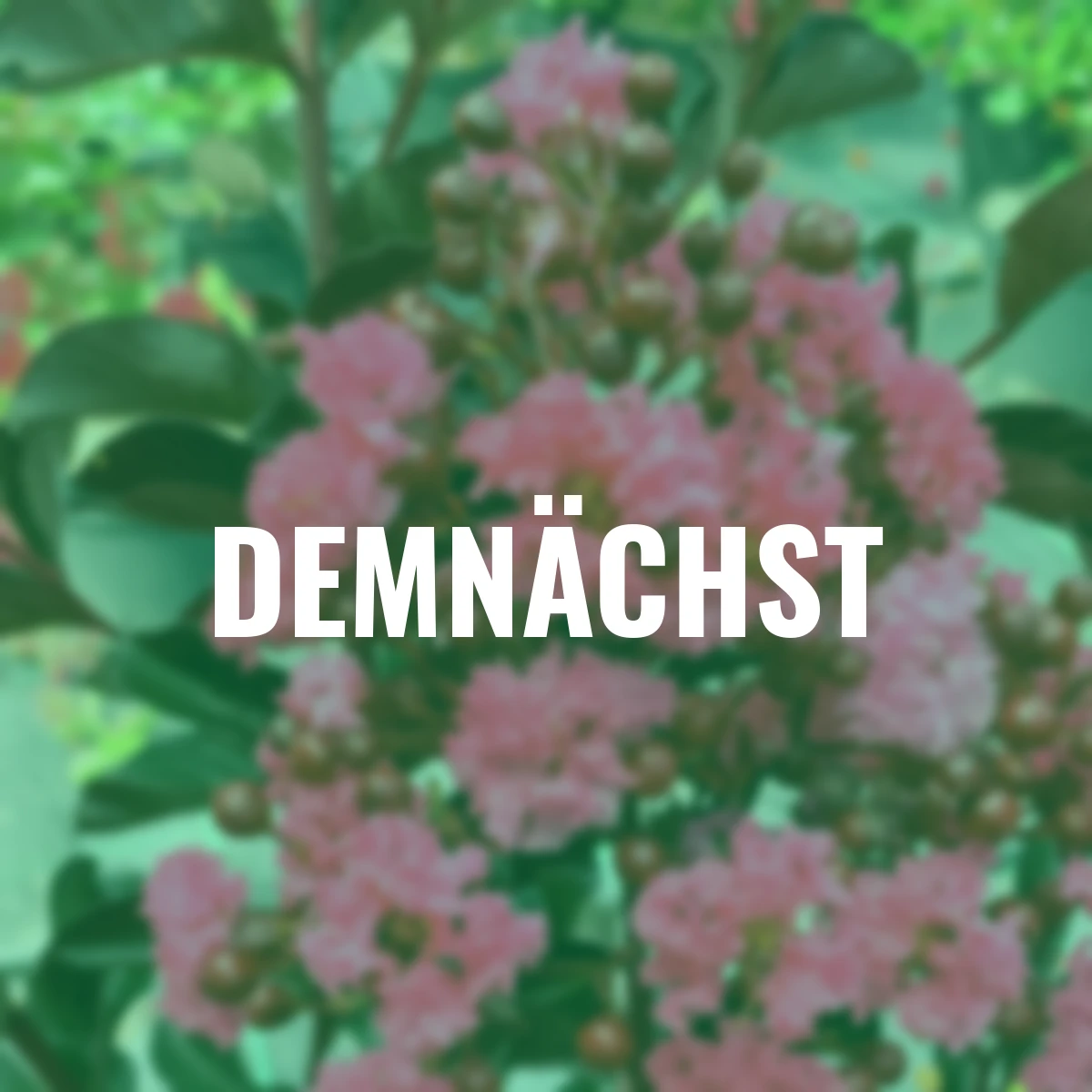 IndianerFlieder® Twilight Magic™