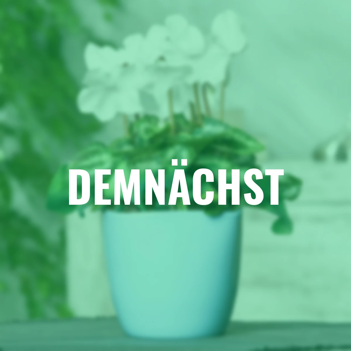 Alpenveilchen, weiß