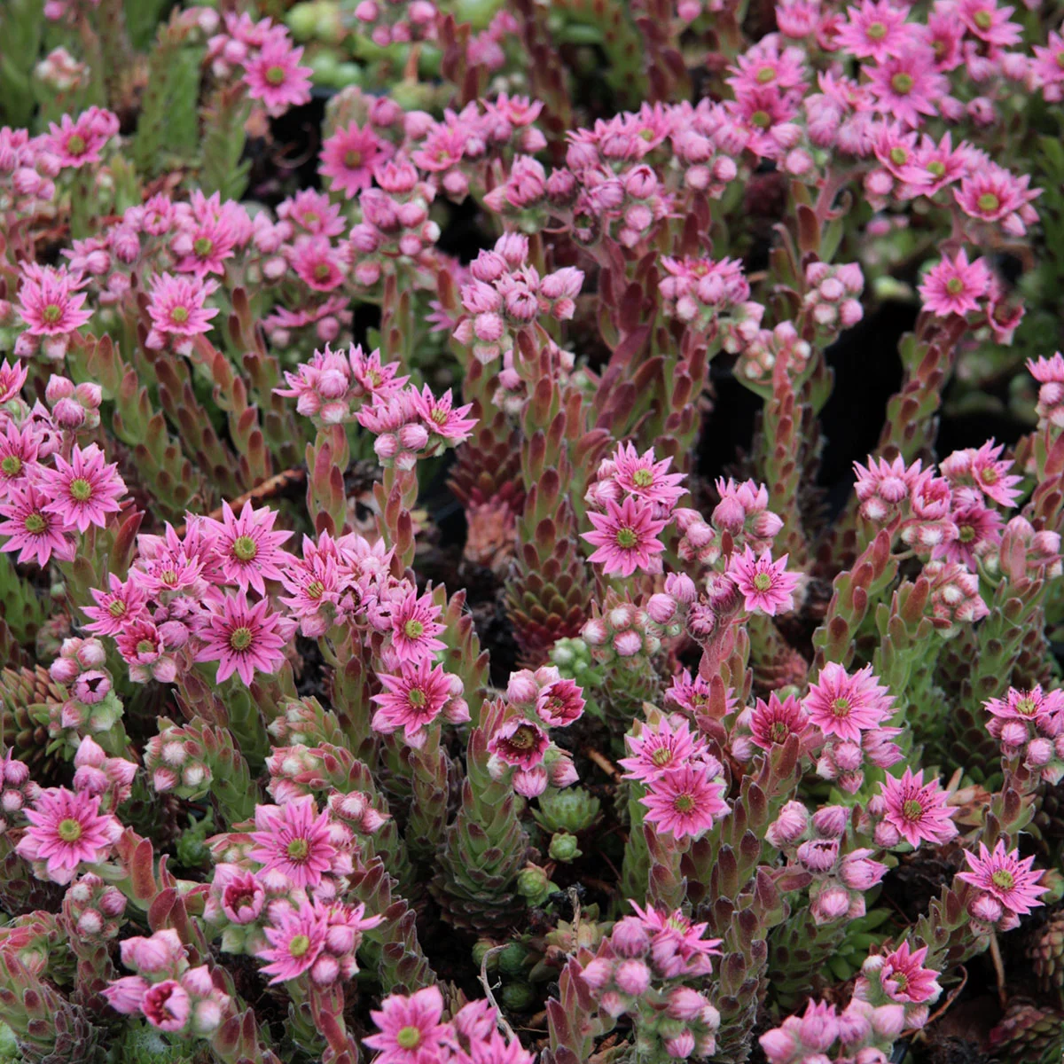 Hauswurz, mehrfarbig