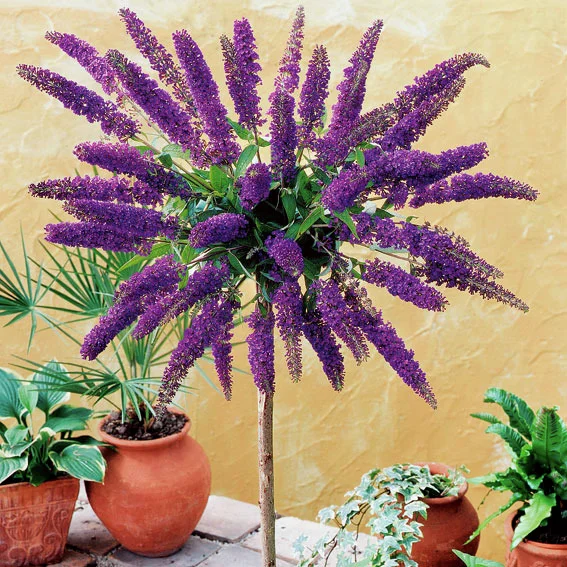 Schmetterlingsflieder Black Knight, Stamm