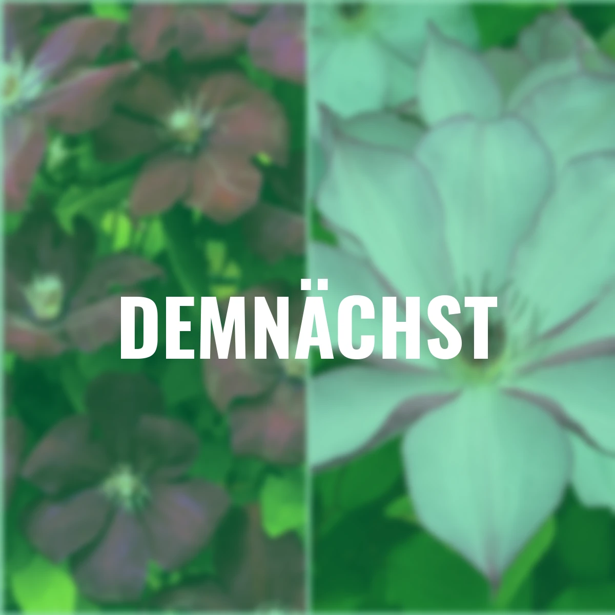 Clematis-Set Rosige Eleganz