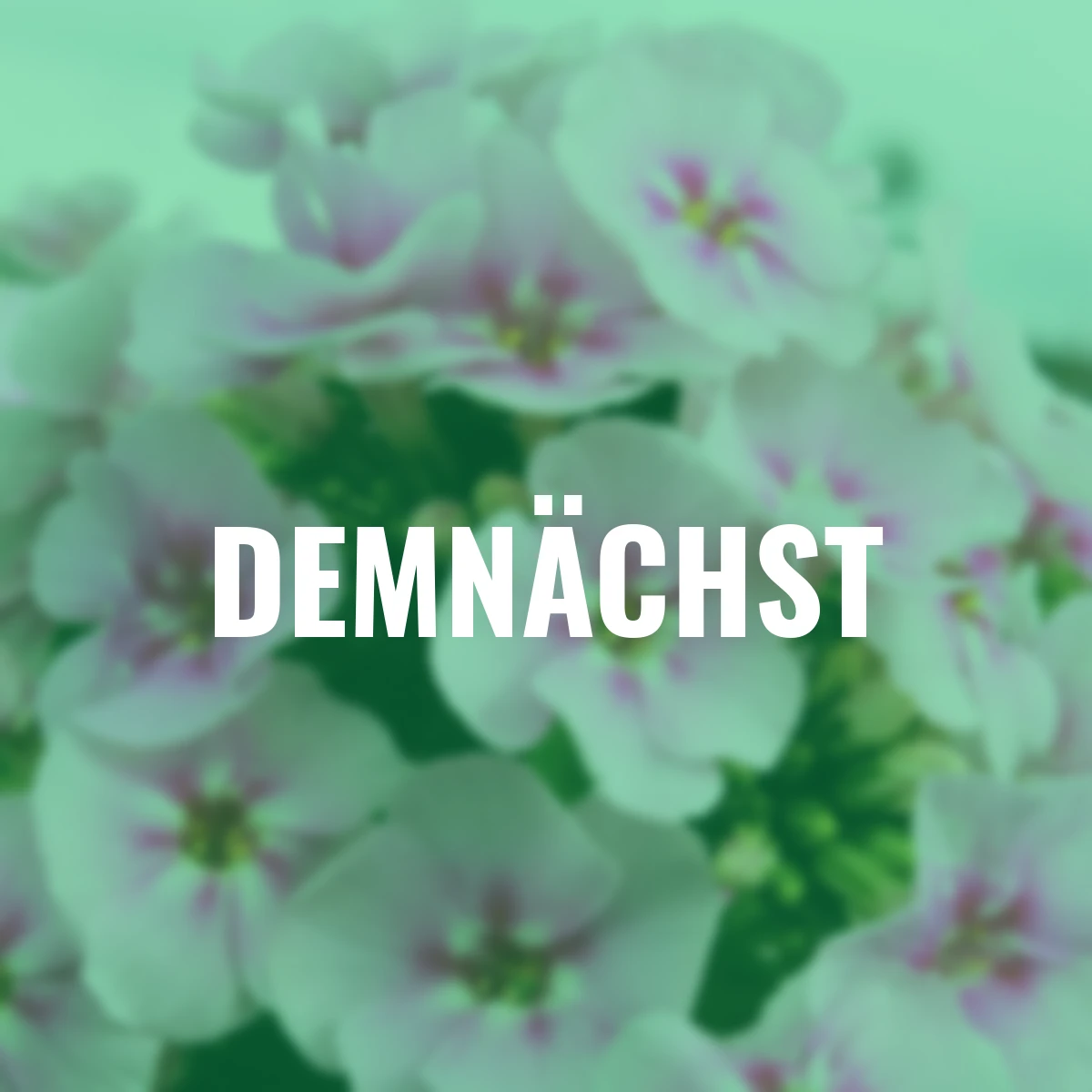 Phlox Younique Bicolor