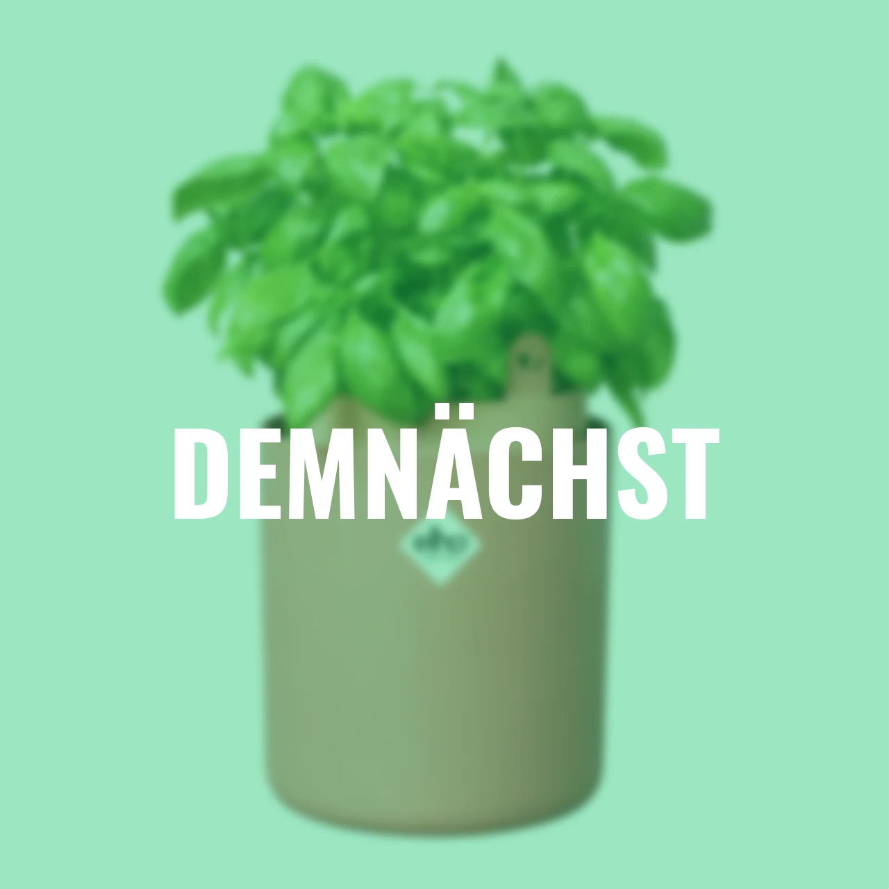 Basilikum-Topf Bouncy Basil 17 cm terracotta