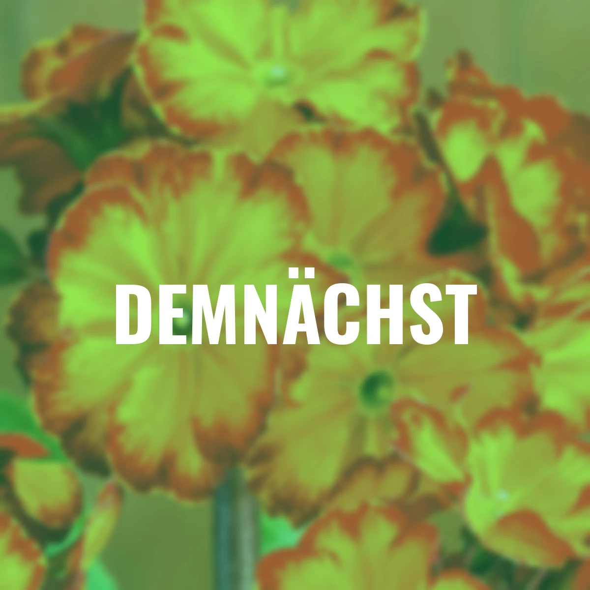 Stängel-Primel Inara® Flame