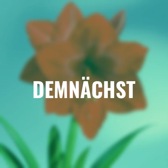 Amaryllis Wax, Touch of Magic White