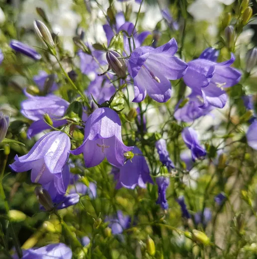 Rundblättrige Glockenblume