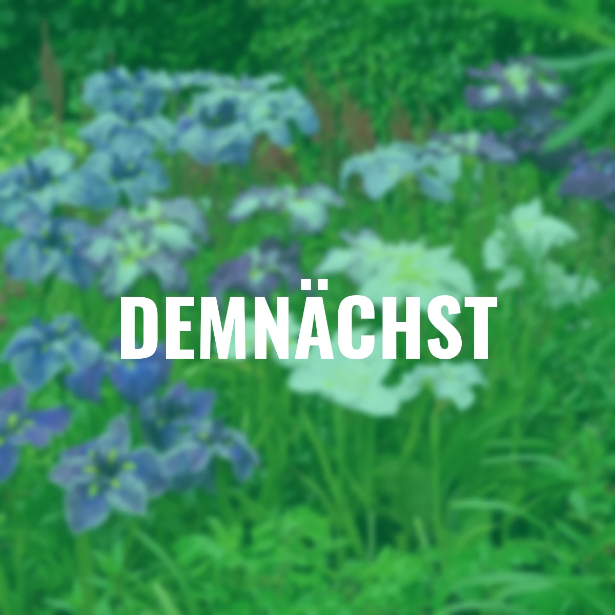 Japanische Sumpf-Schwertlilie Gartenmischung