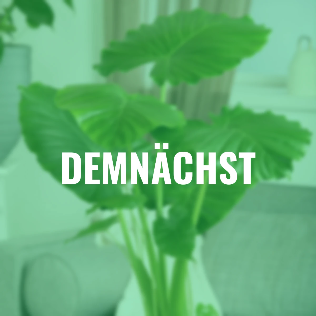 Elefantenohr, Höhe im ca. 60-70 cm