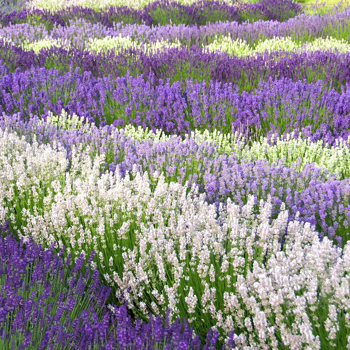 Englischer Lavendel Arctic Snow