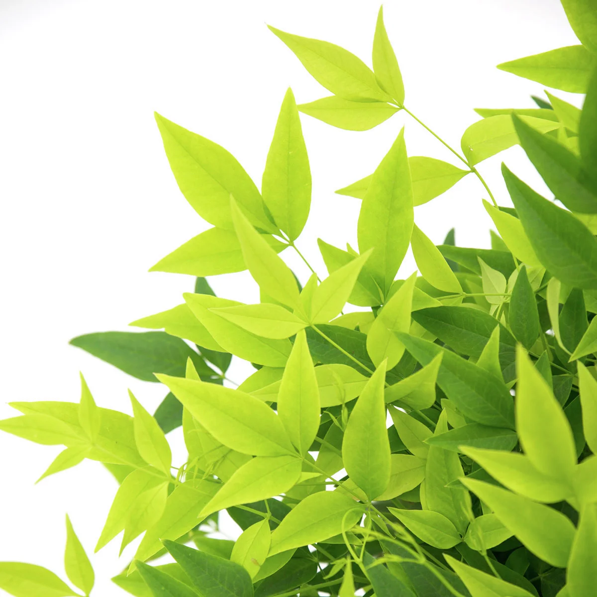 Himmelsbambus Magical Lemon and Lime