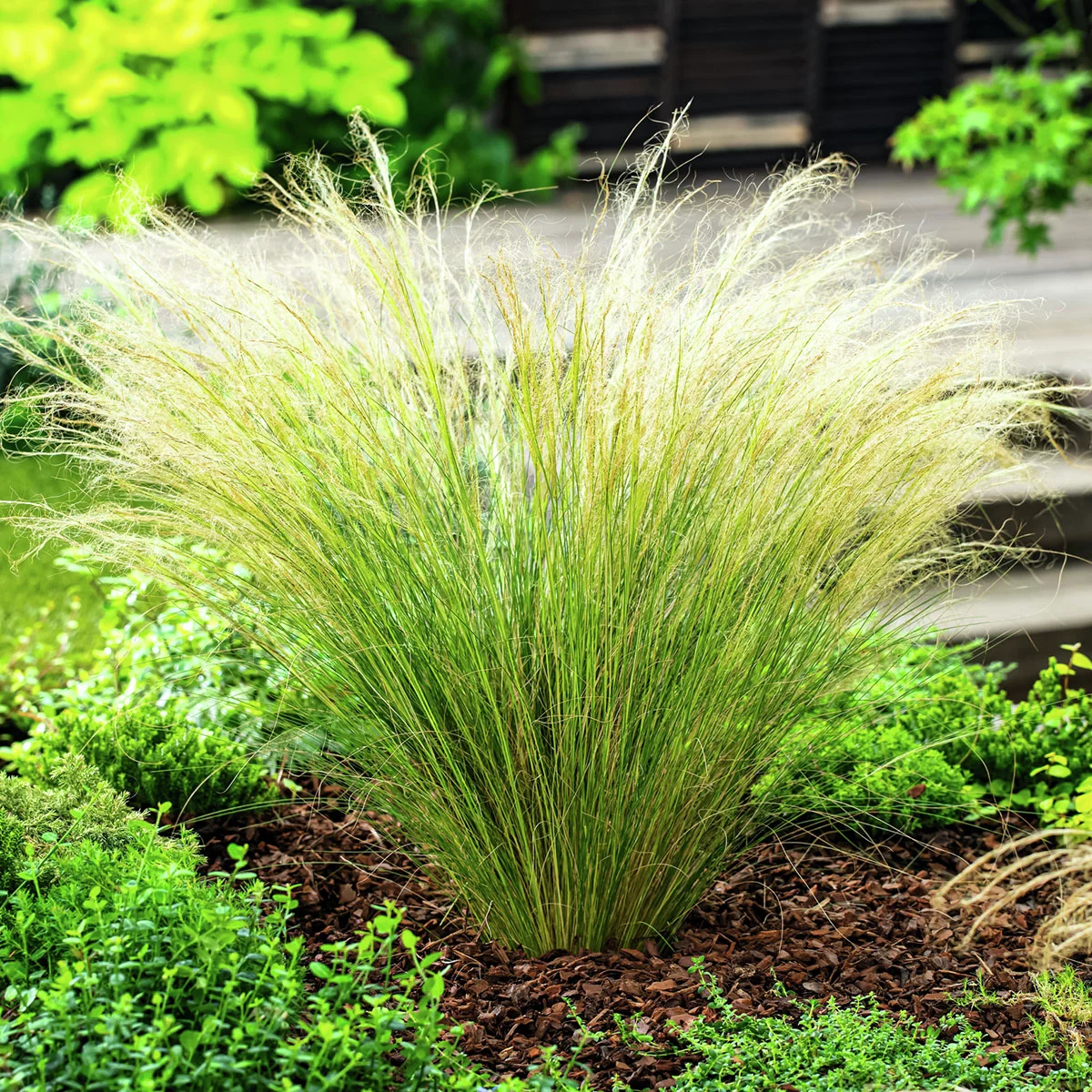 Zartes Federgras Pony Tails