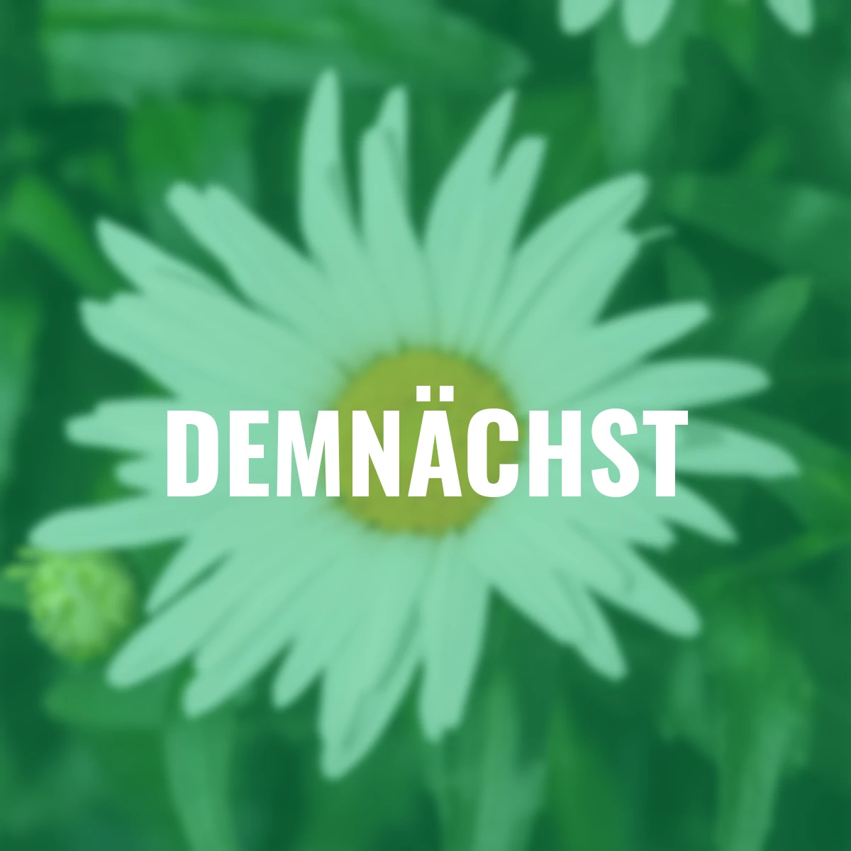 Margerite Western Star