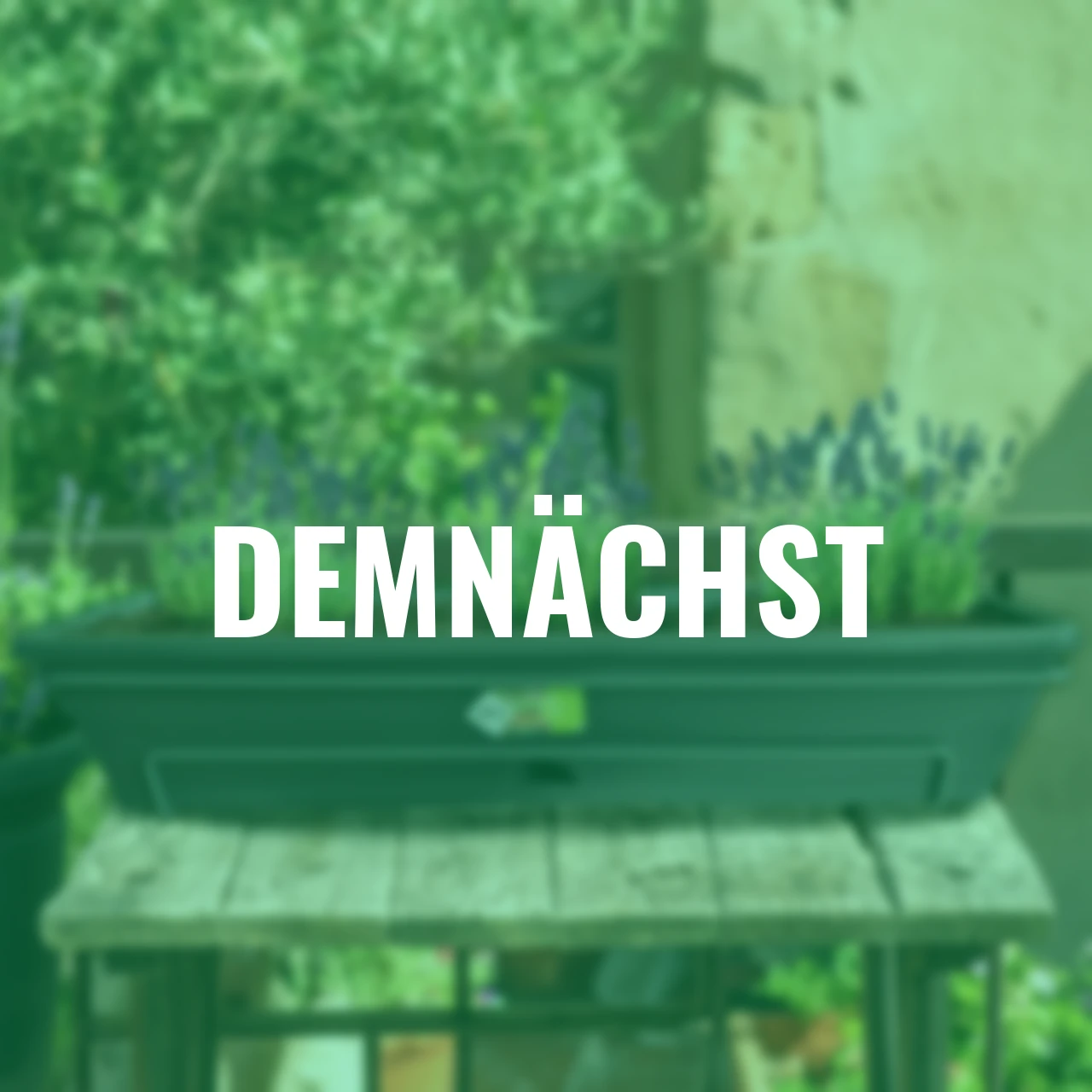 Stauden-Set Lavendel inkl. Balkonkasten