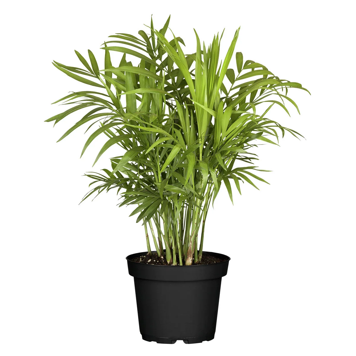 Bergpalme, im ca. 12 cm-Topf, Höhe ca. 30-40 cm