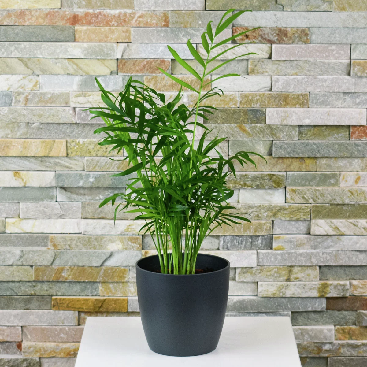 Bergpalme, im ca. 12 cm-Topf, Höhe ca. 30-40 cm