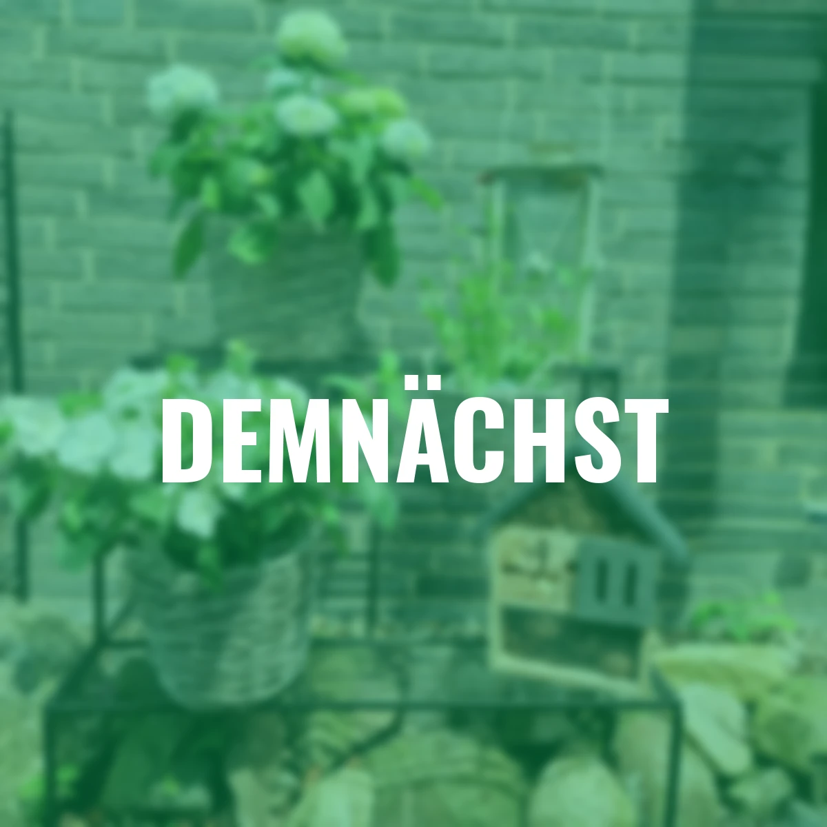 Weide-Pflanzkorb mit Henkel, 3er Set