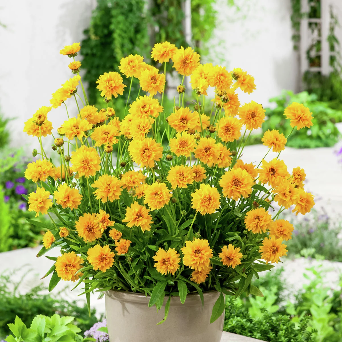 Blühstaude Mädchenauge, gelb