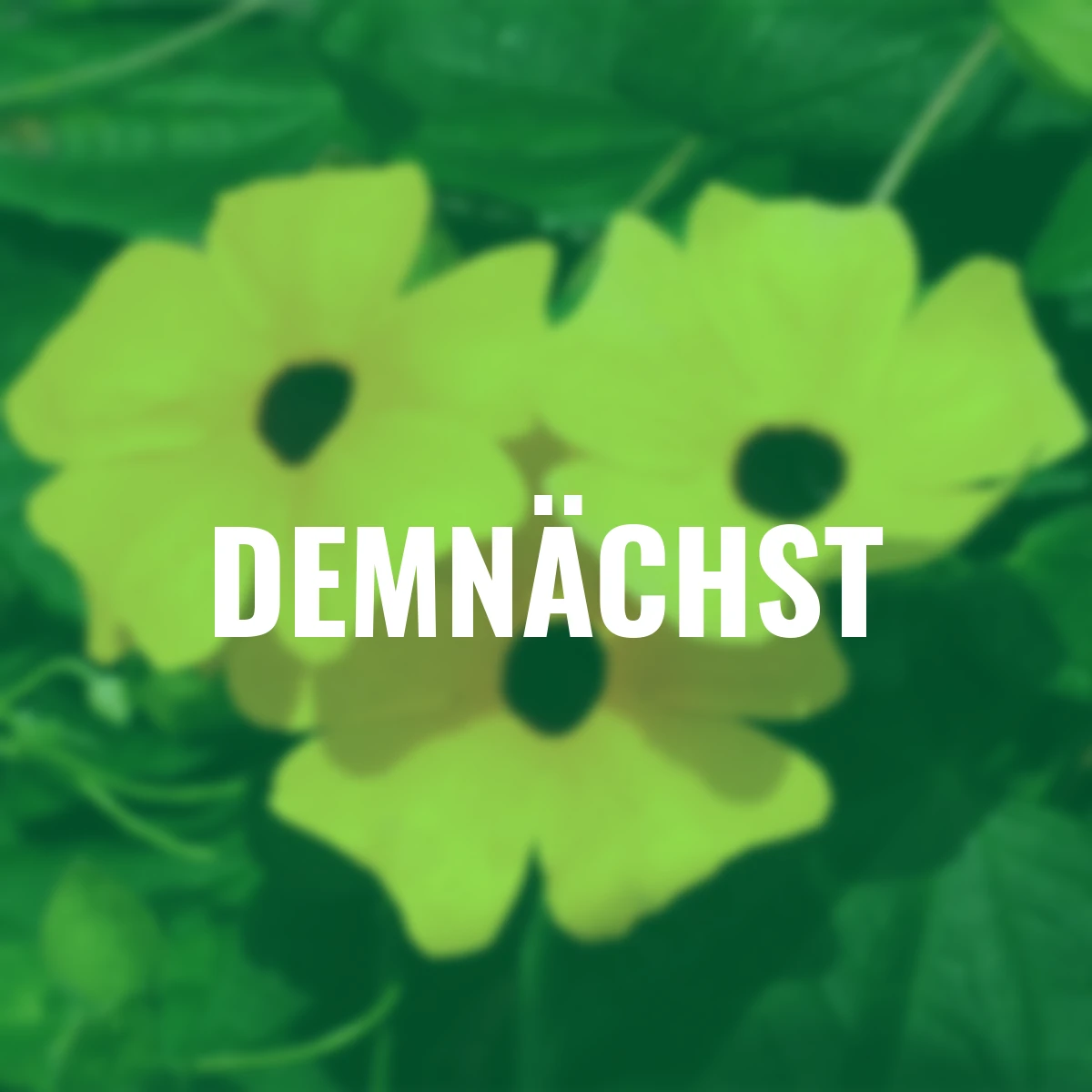 Schwarzäugige Susanne, gelb