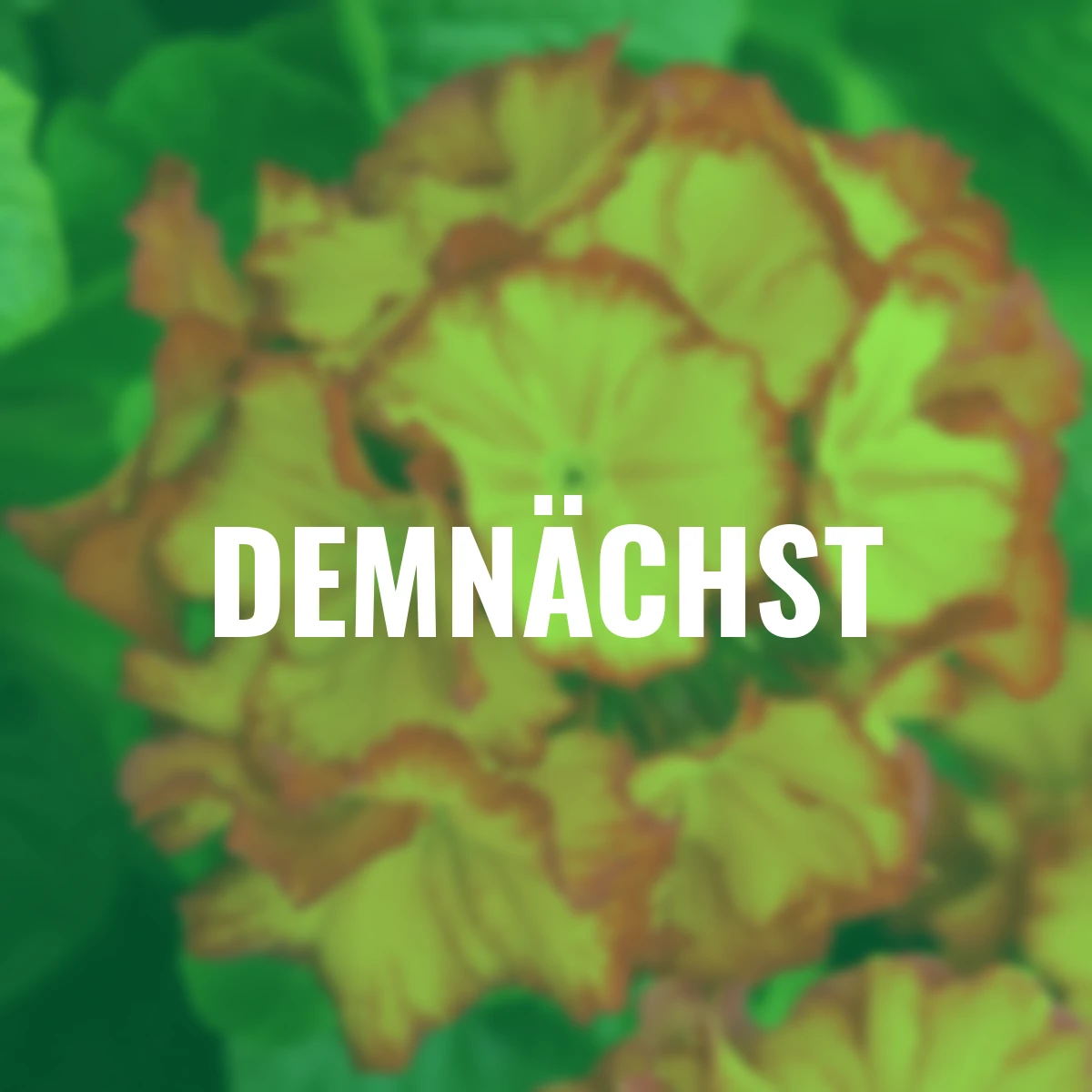 Stängel-Primel Inara® Flame