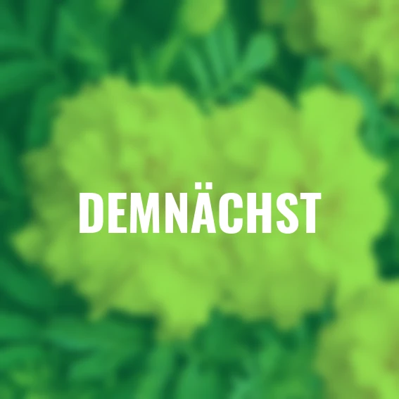 Blumensamen-Set Zenith-Tagetes