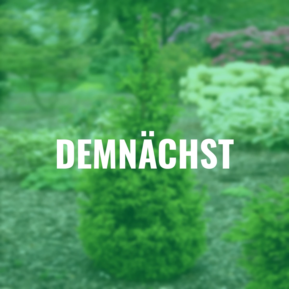 Zwergfichte Little Santa®