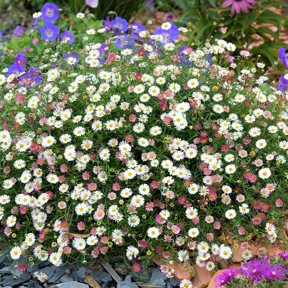 Spanisches Gänseblümchen