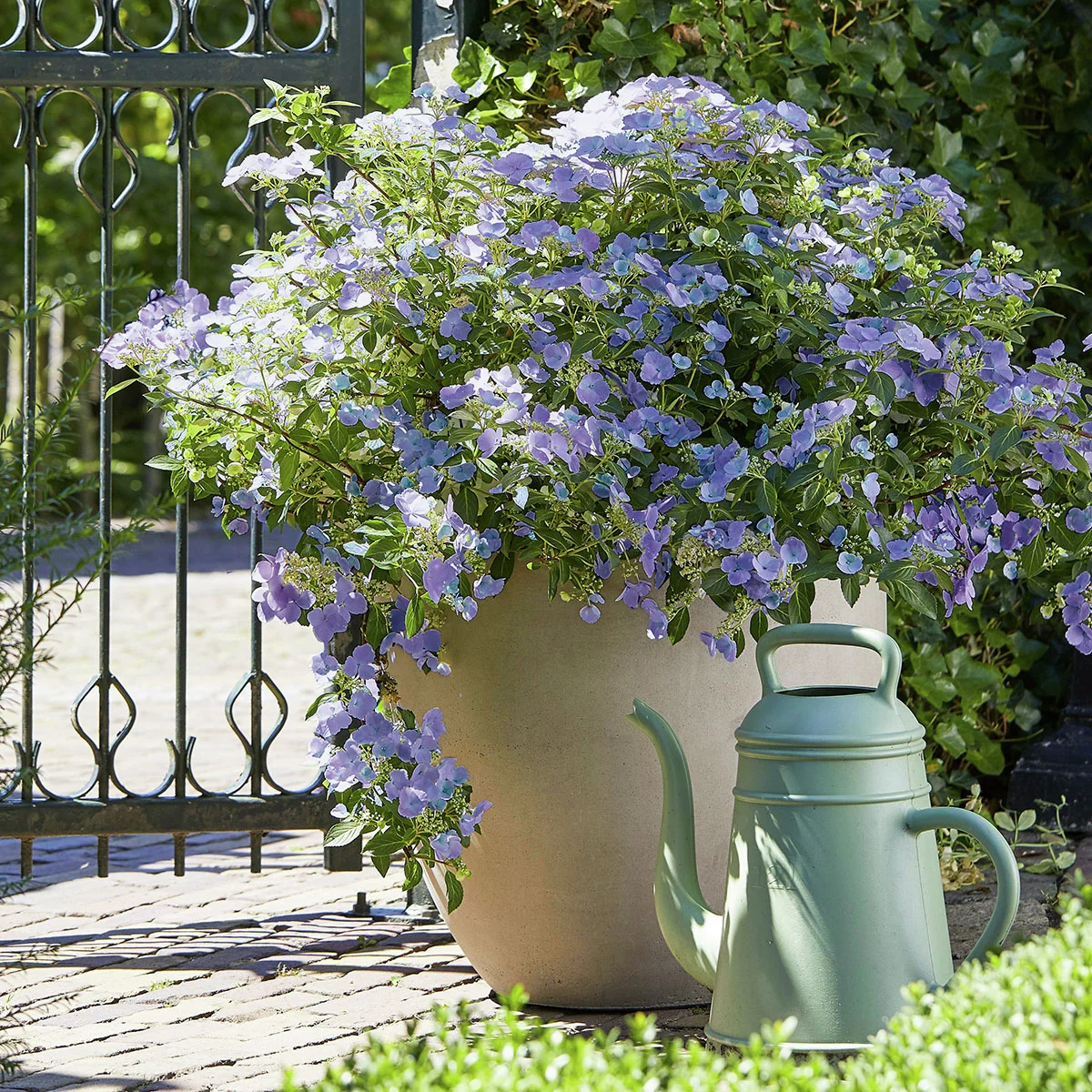 Gartenhortensie French Bolero, blau