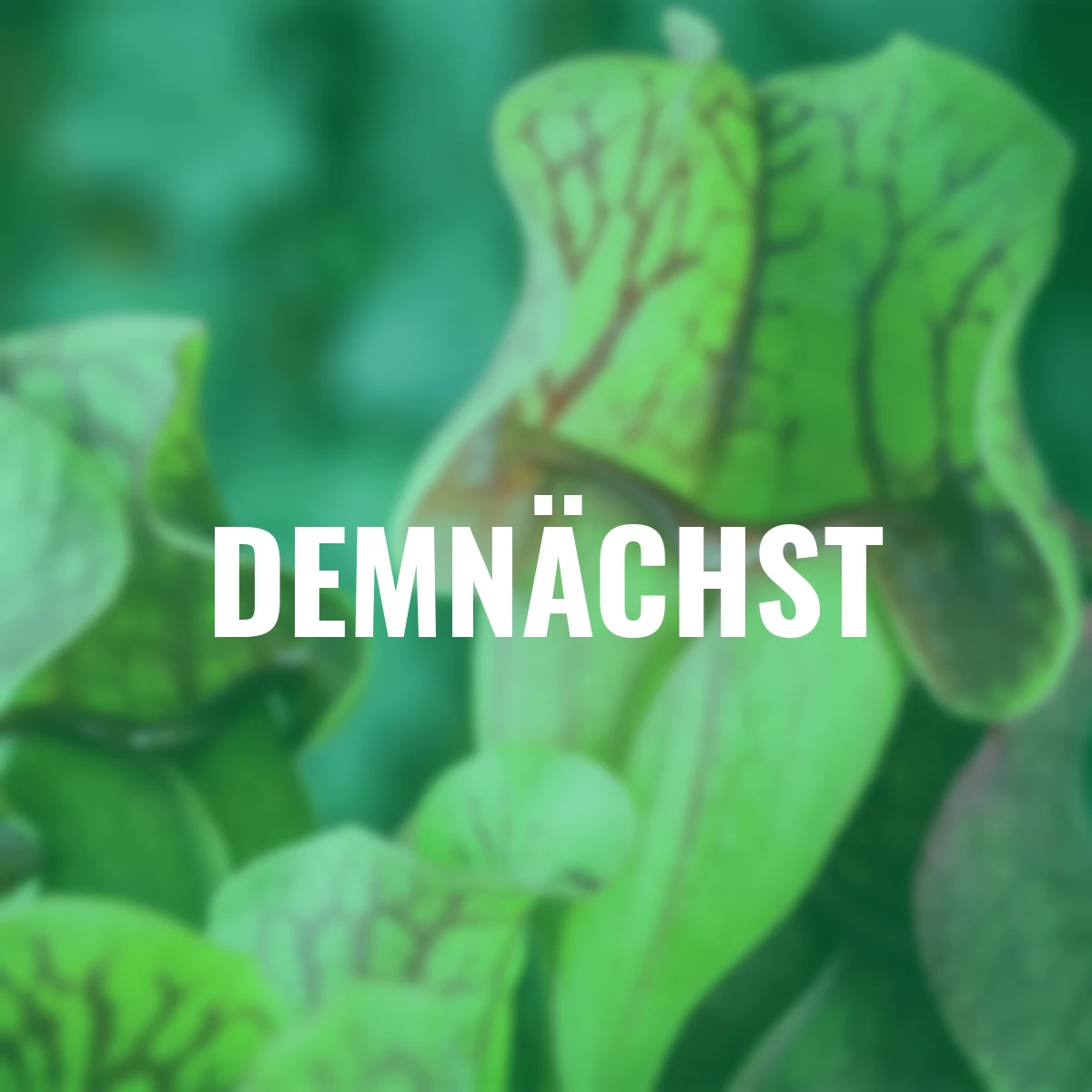 Schlauchpflanze, Höhe ca. 10-20 cm