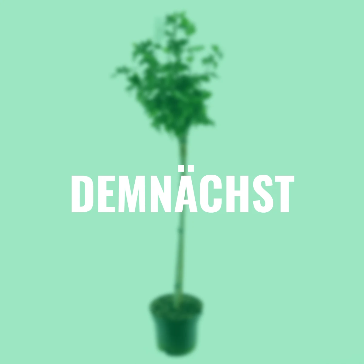 Gartenhibiskus-Stämmchen Diana