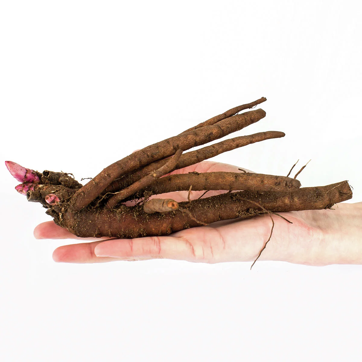 Duftpfingstrose Edulis Superba