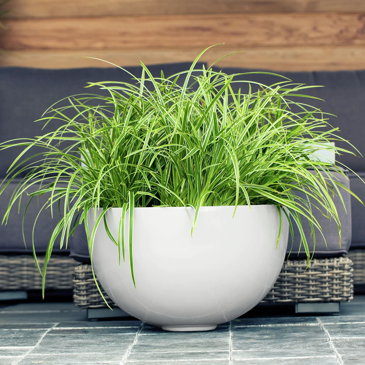 Japansegge Ice Dance