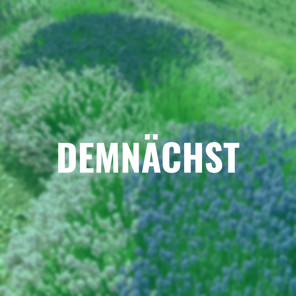 Englischer Lavendel Lady Ann