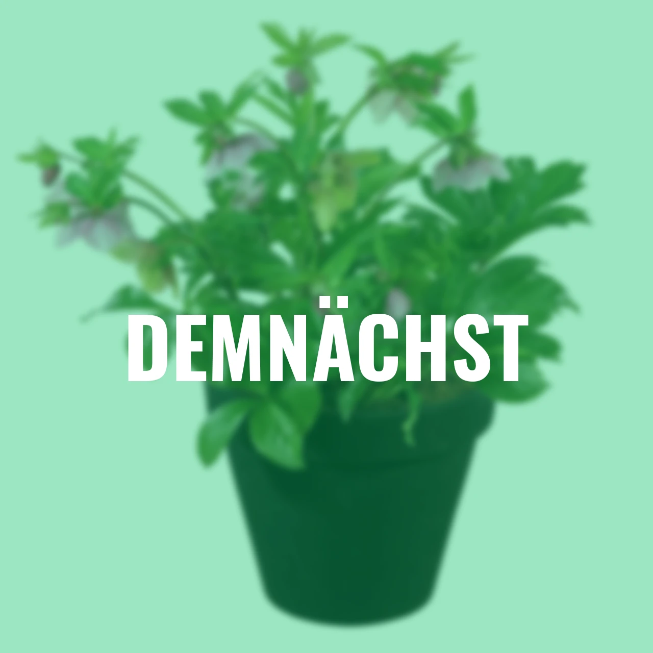 Lenzrose Ashwood Peach Cocktail, Höhe ca. 20-25 cm