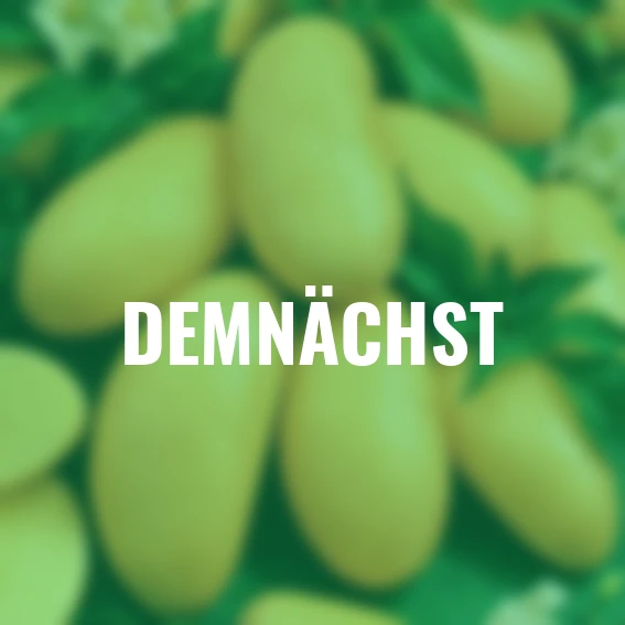 BIO Kartoffel Belana, 10 Stück