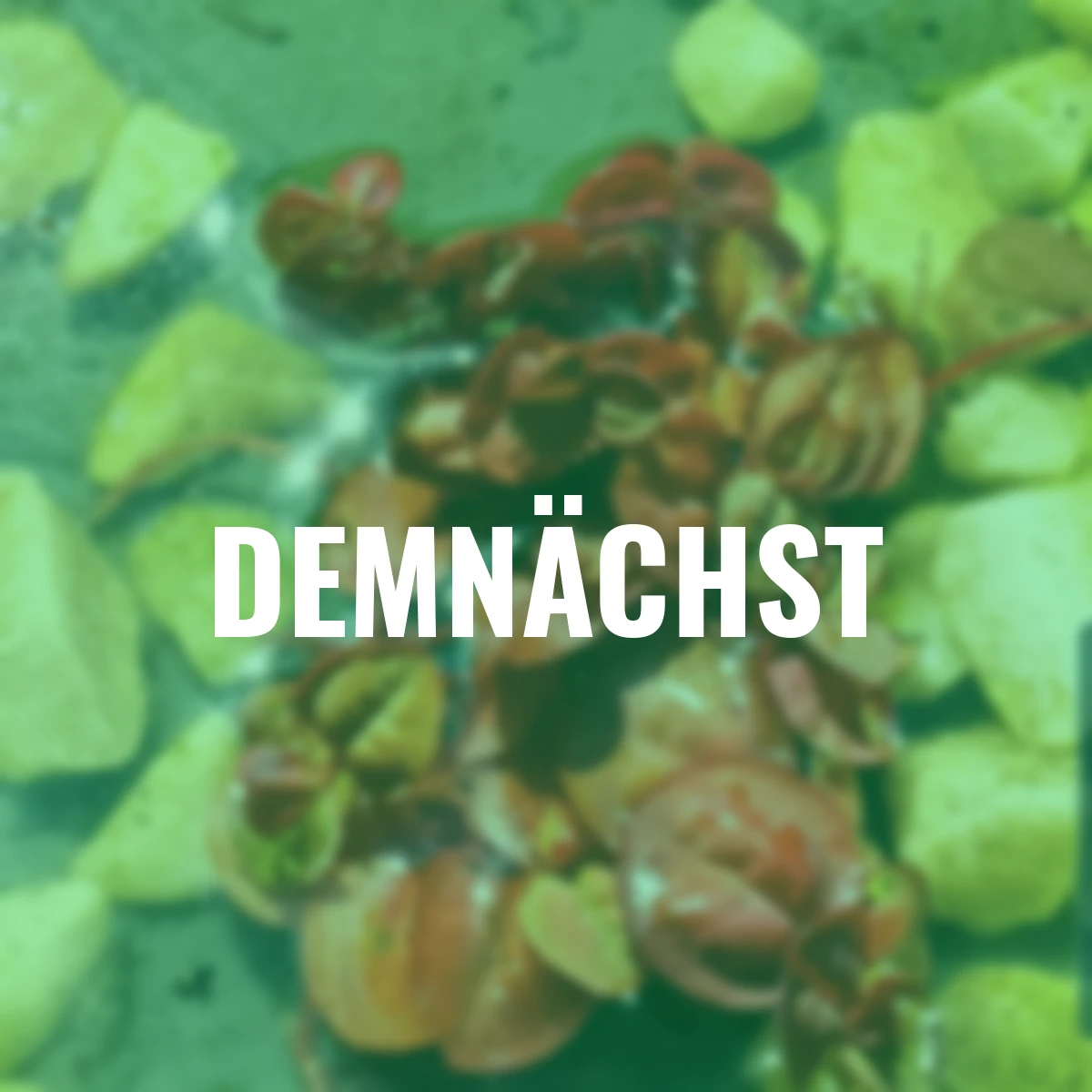 Schwimmende Wolfsmilch