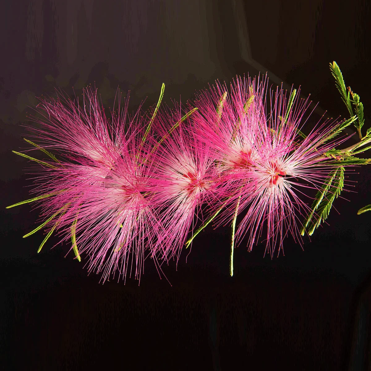 Puderquastenstämmchen