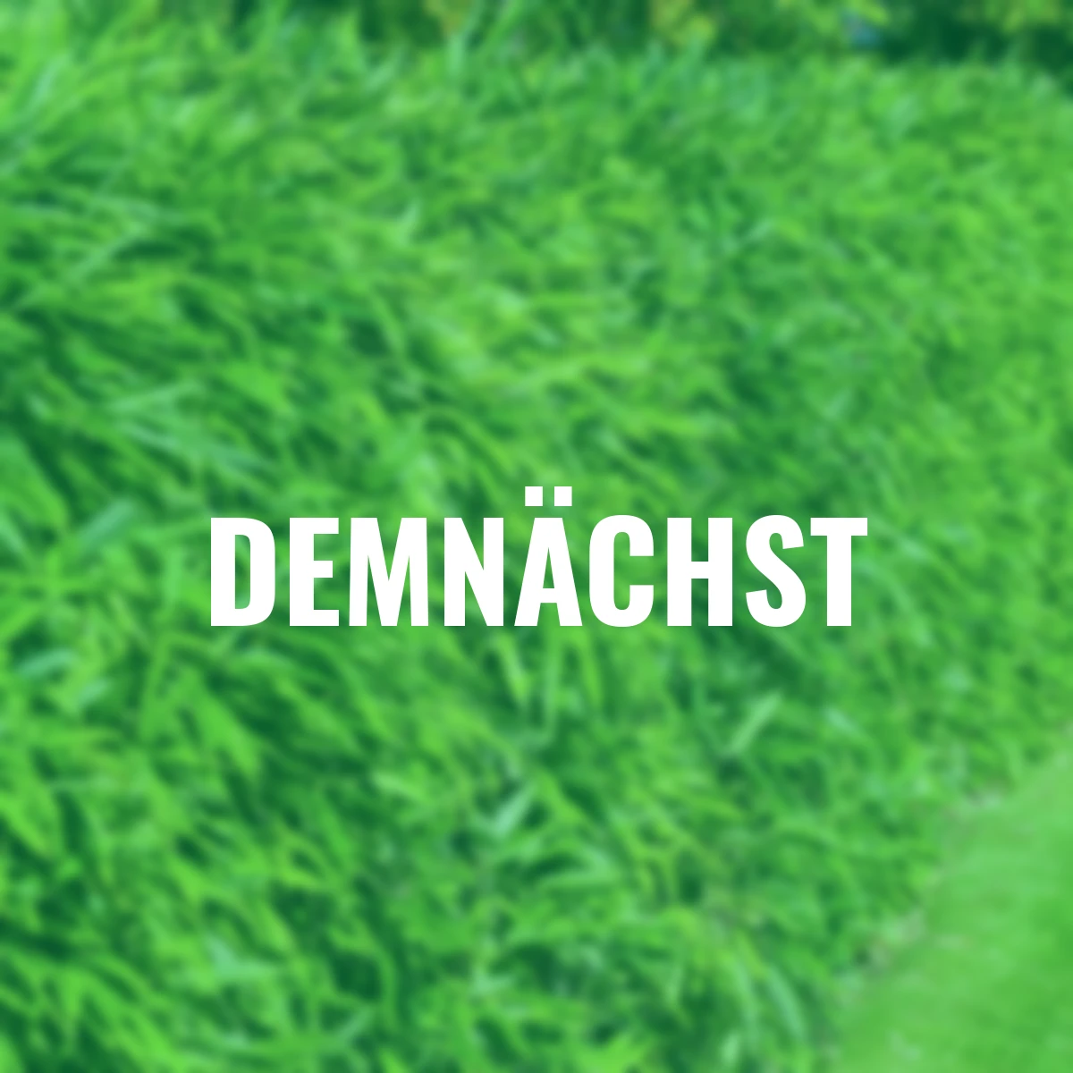 Heckenbambus Asian Wonder, 1 Meter