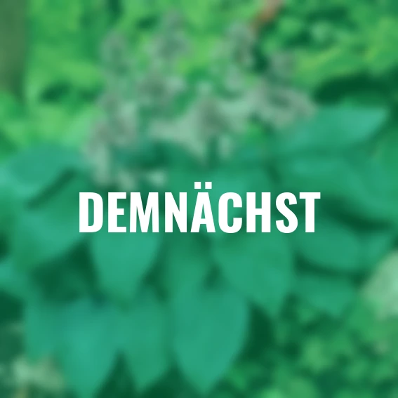 Funkie Canadian Blue