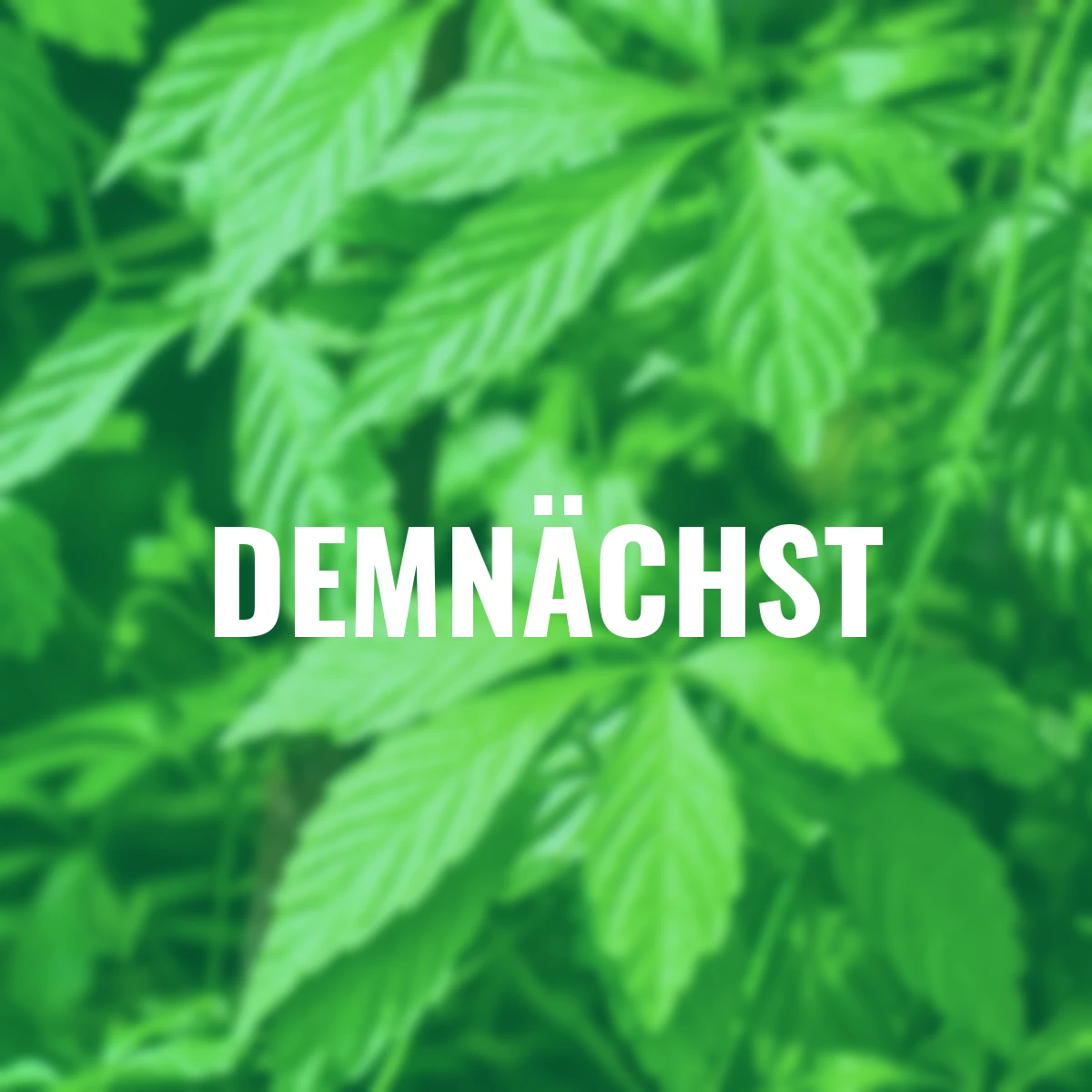 Samen der Unsterblichkeitspflanze