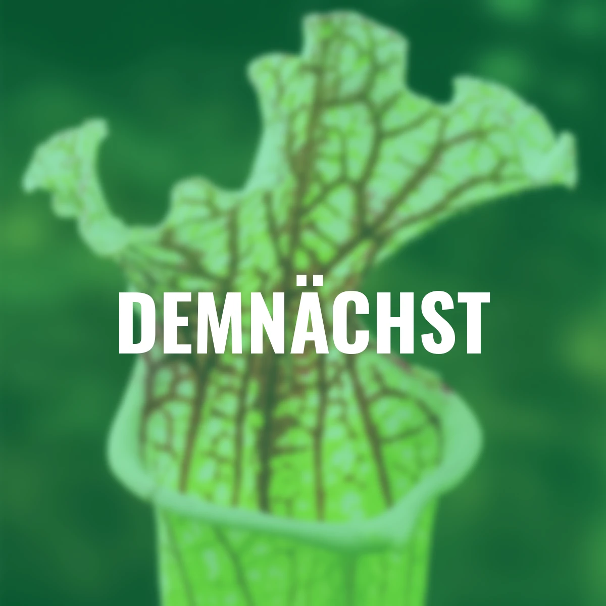 Schlauchpflanze, Höhe ca. 10-20 cm