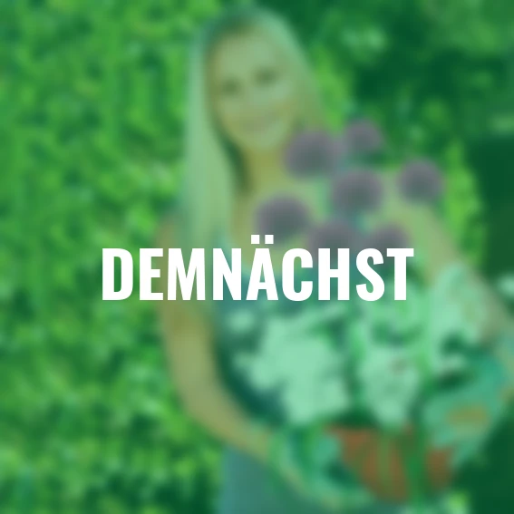 Pflanz-Tray Zierlauch