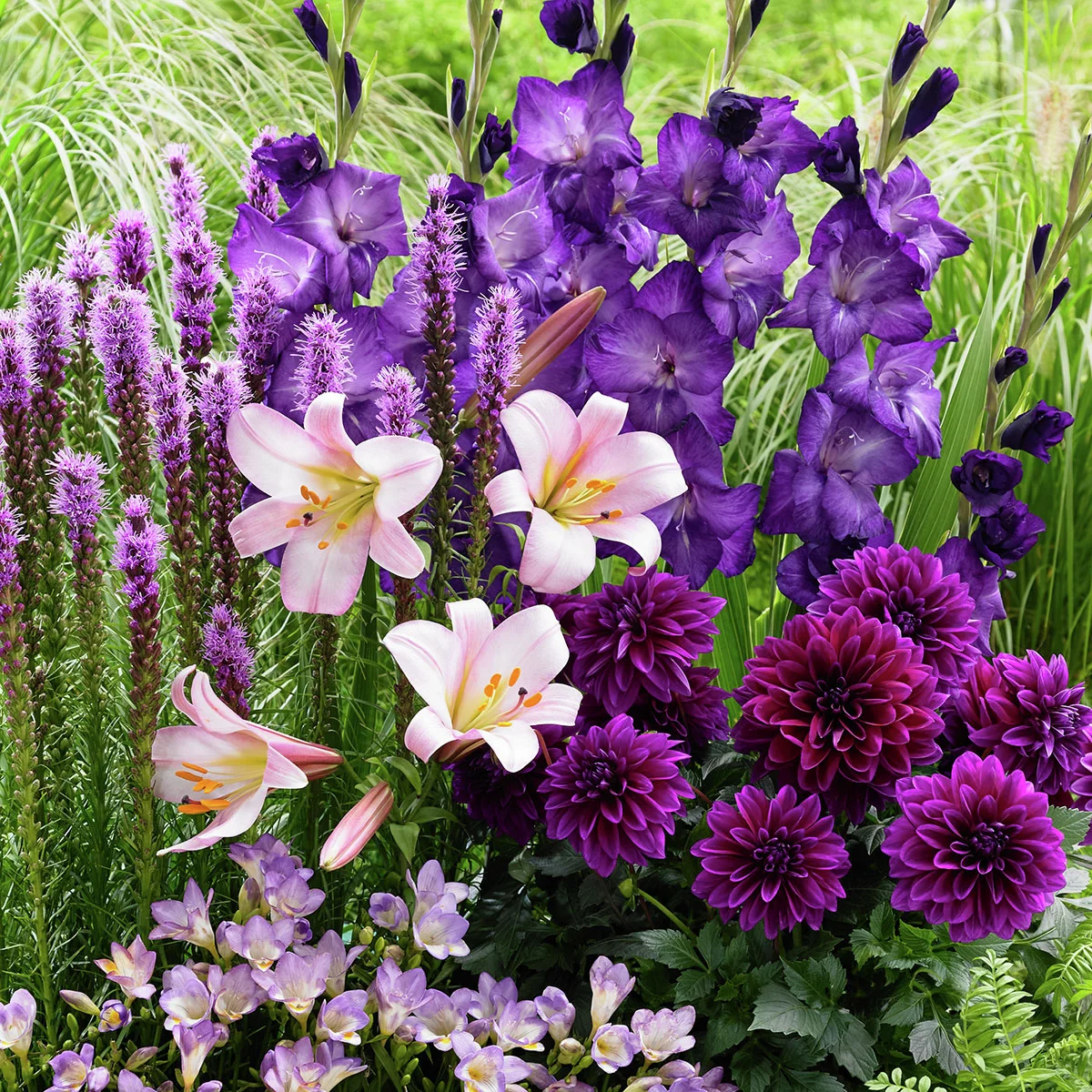 Blumenzwiebel-Set Blau-Violetter Sommer