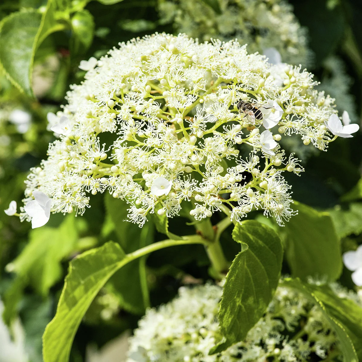 Kletterhortensie Der Klassiker