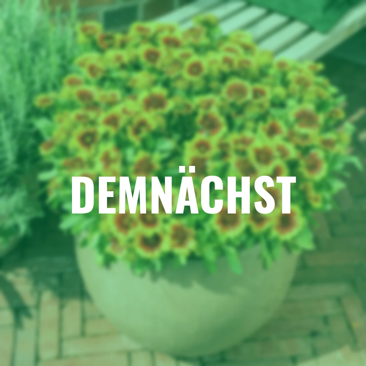 Kokardenblume Spin Top Red Starburst